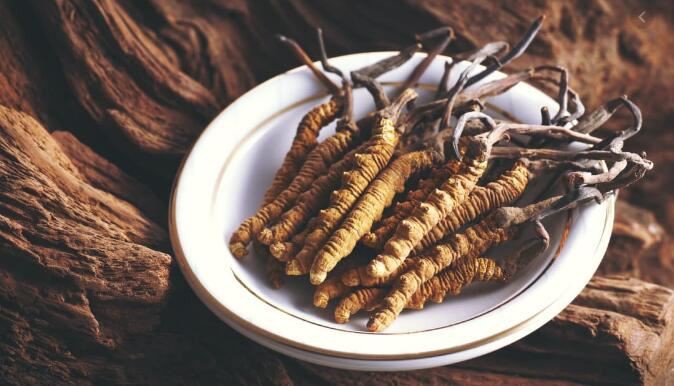 cordyceps sinensis powder benefits