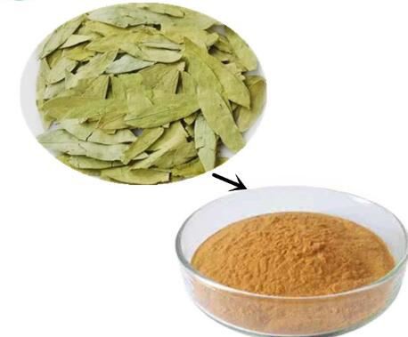 Senna Leaf extract Powder