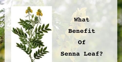 Senna Leaf extract benefits