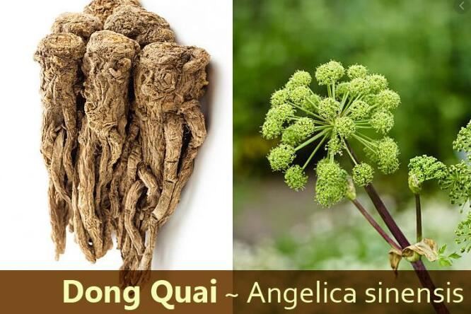 Dong Quai benefits