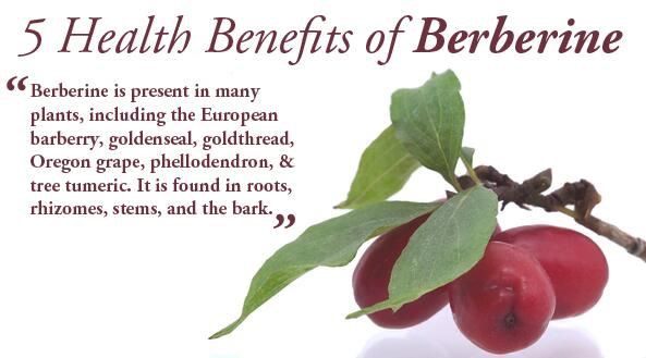 Berberine benefits