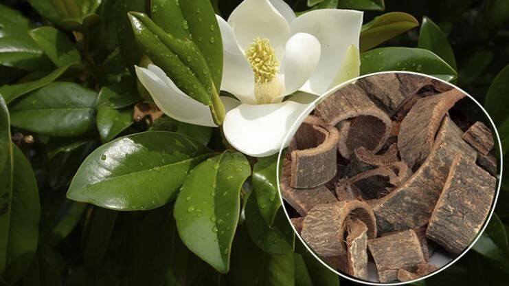 Magnolia Officinalis bark benefits