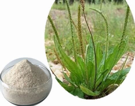 psyllium seed husk powder