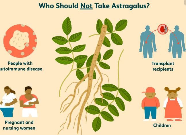 Astragalus Root benefits