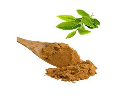 bulk green tea extract