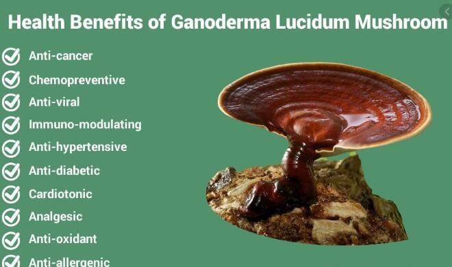 reishi benefits