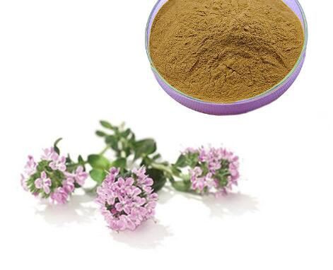 Thyme Extract powder