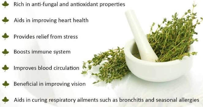 Thyme benefits