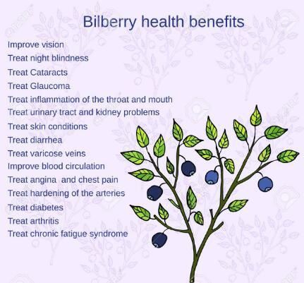 bilberry benefits