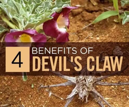 Devil's Claw root benefits