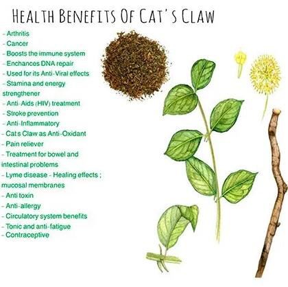 cat's claw benefits