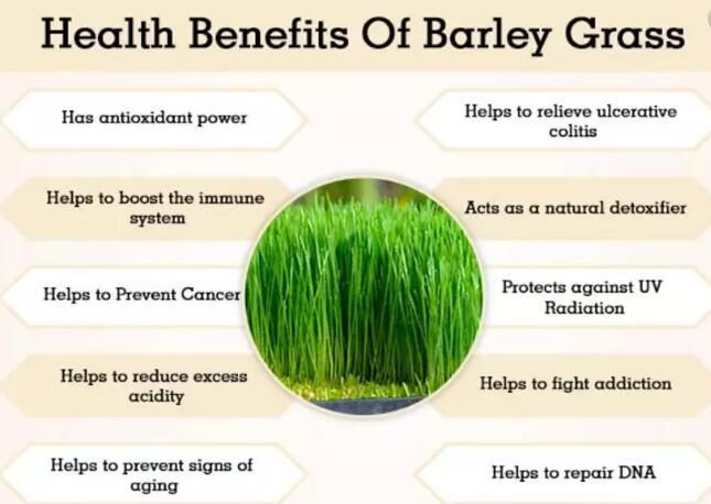 Barley Grass benefits