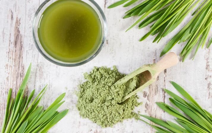 Barley Grass juice powder benefits