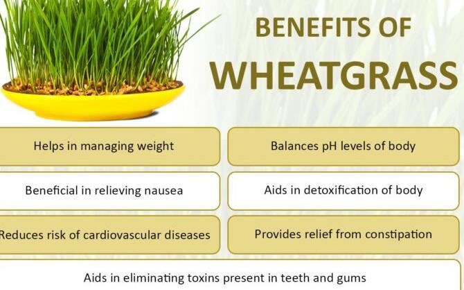 wheatgrass powder benefits