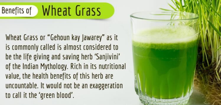 Wheatgrass juice powder benefits