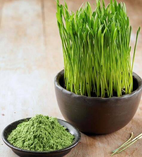 powder wheatgrass