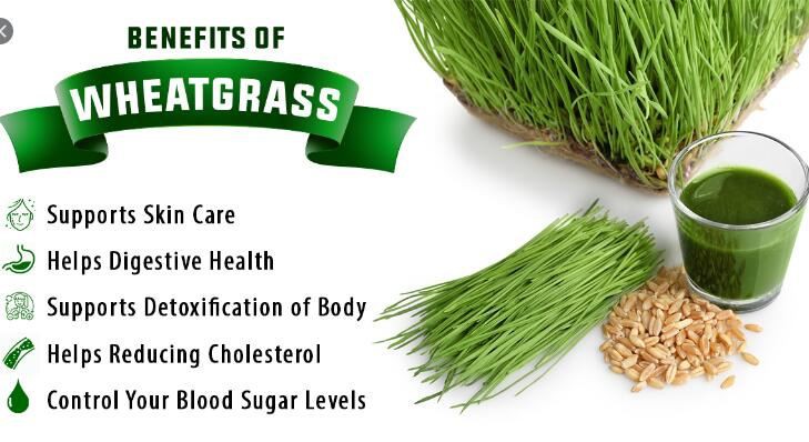 wheatgrass powder for weight loss benefits