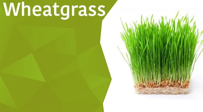 best wheatgrass juice powder benefits