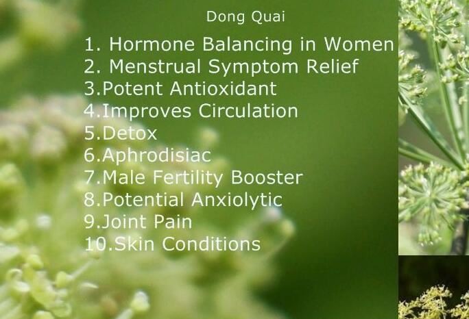 dong quai root benefits