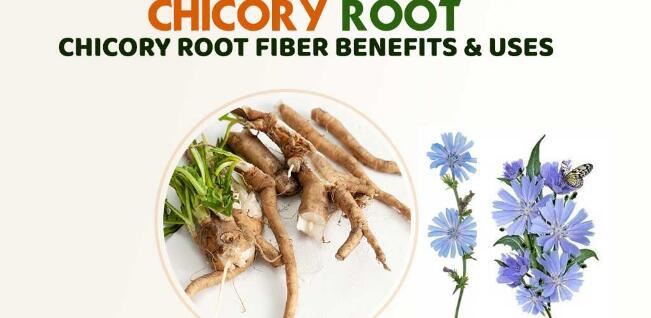 chicory Inulin benefits