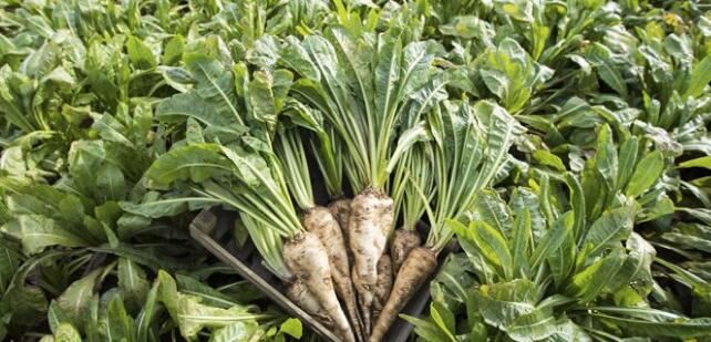 inulin chicory root