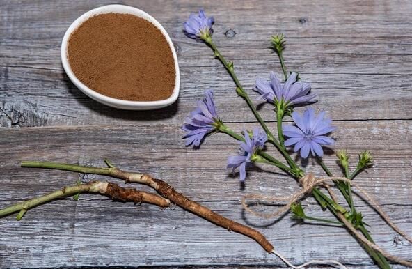 chicory root benefits