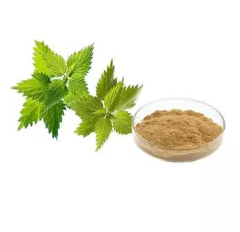 organic nettle root powder