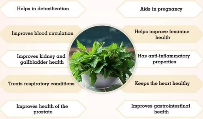 nettle root benefits