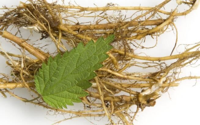 nettle root extract powder application