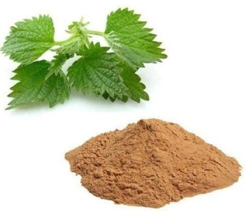 stinging nettle root powder