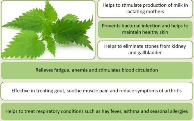 nettle root powder benefits