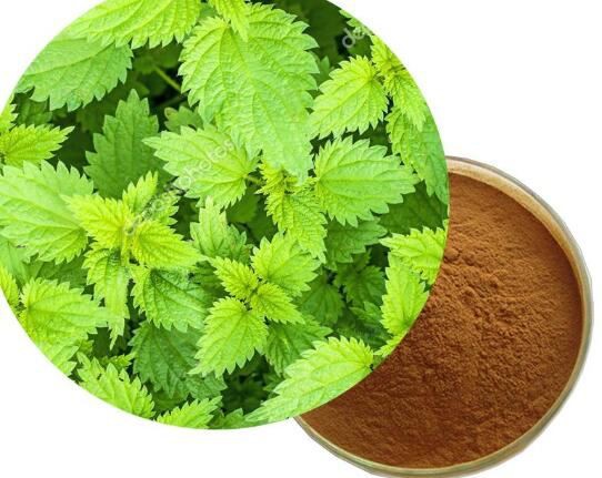 nettle extract powder