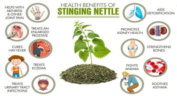 nettle powder benefits