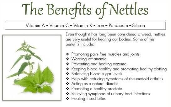 nettle leaf powder benefits