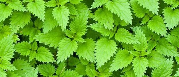 Nettle Leaf Extract benefits