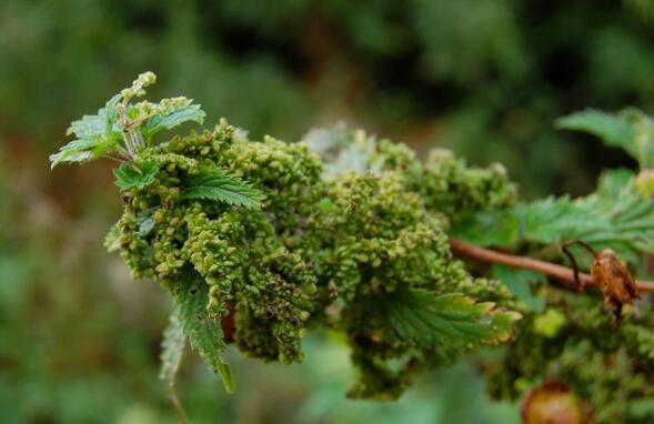 nettle seed benefits