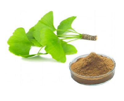 ginkgo biloba leaf powder