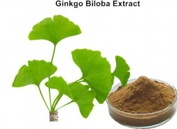 organic ginkgo biloba powder