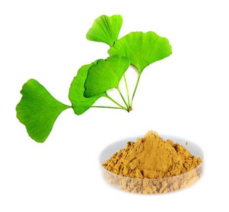 organic ginkgo biloba extract