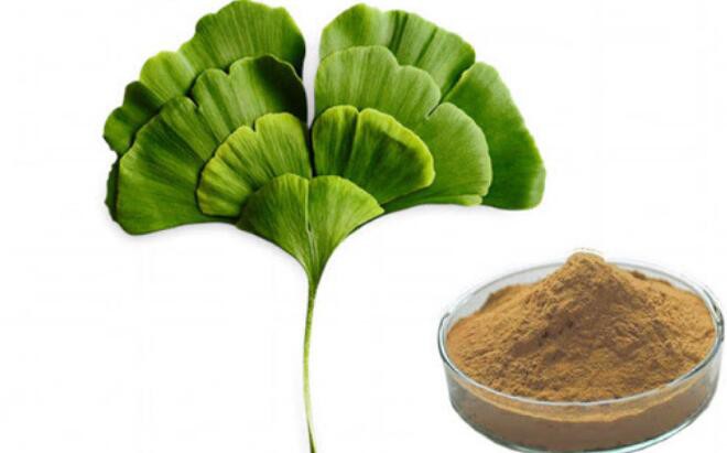 ginkgo biloba leaf extract