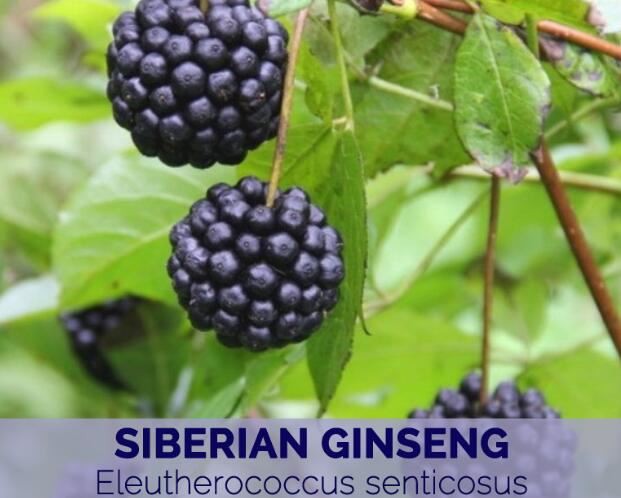 Siberian Ginseng Root benefits