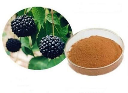 siberian ginseng root powder