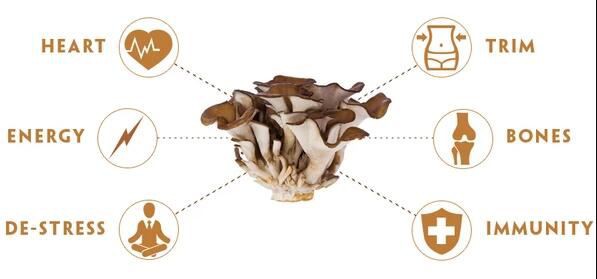 maitake powder benefits