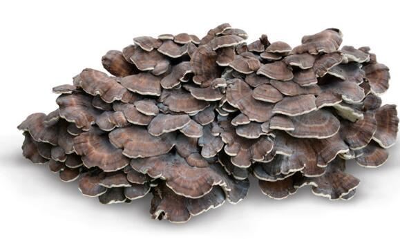 Maitake mushroom powder uses