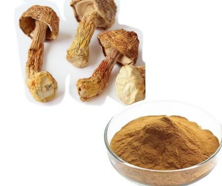 agaricus blazei powder