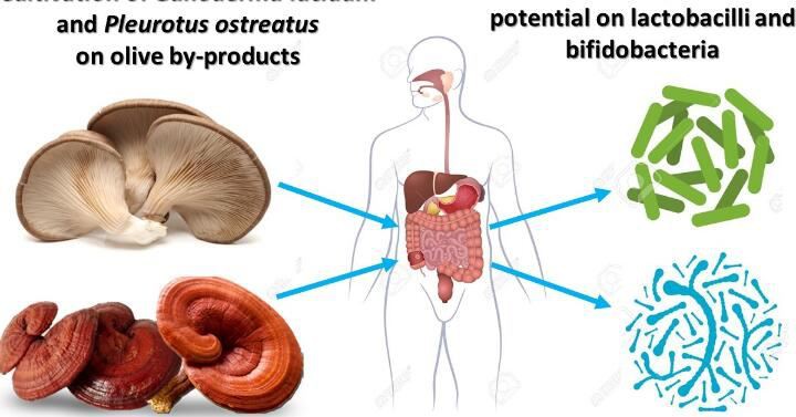 Ganoderma Lucidum Application