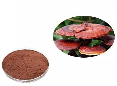 ganoderma spore powder