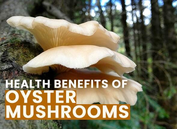 Oyster Mushroom benefits