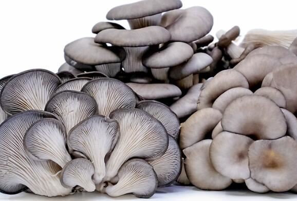Oyster Mushroom Application