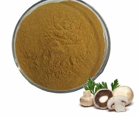 agaricus bisporus fruit extract